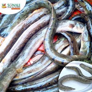 Baim (Long), Eel, Skinless